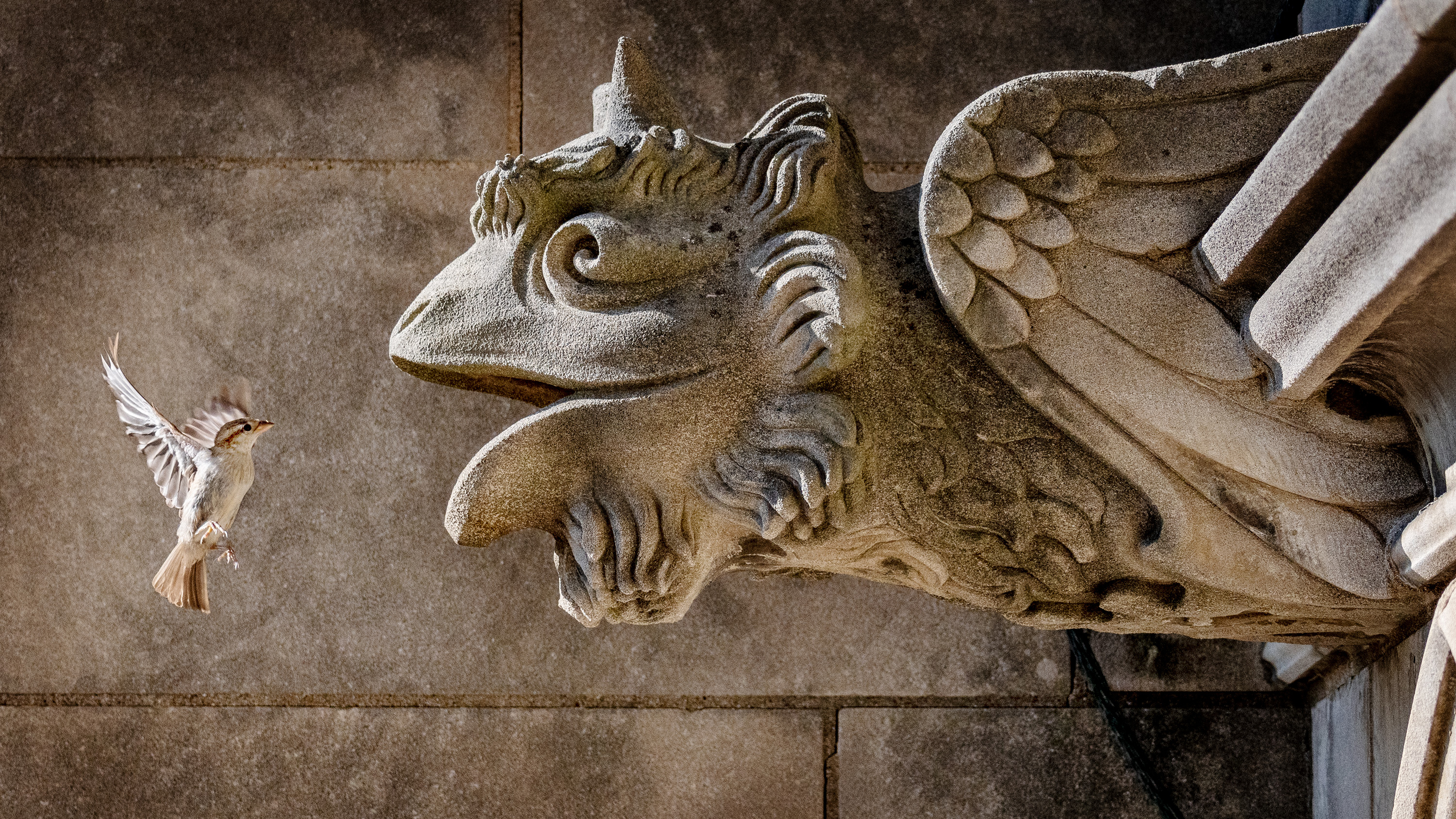 Gargoyle on the Washington National Cathedral in Washington DC. Download a zipped file of promotional materials in the Additional Assets section below.